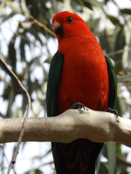 Great Ocean Road - Roder dan rood