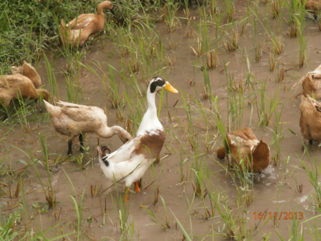 Tasmanië - Mister Duck