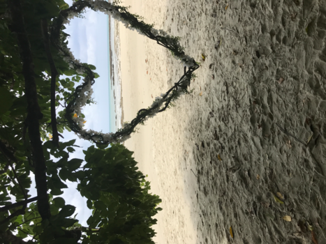 Cape Tribulation - Cape tribulation beach