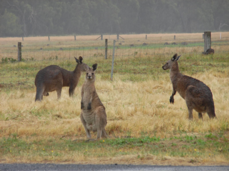 Grampians National Park - Hello there!