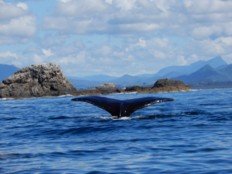Byron Bay - Whale Tail!