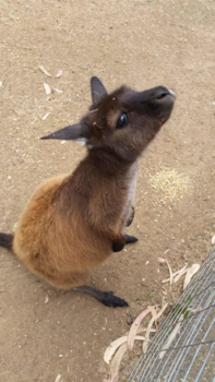 Kangaroo Island - Kangaroo