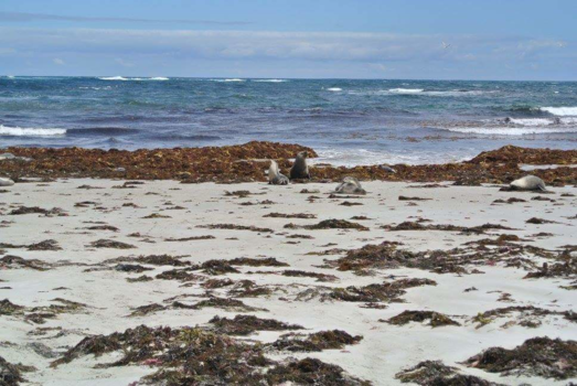 Kangaroo Island - Seal bay