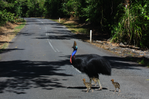 Great Ocean Road - Daddy day care