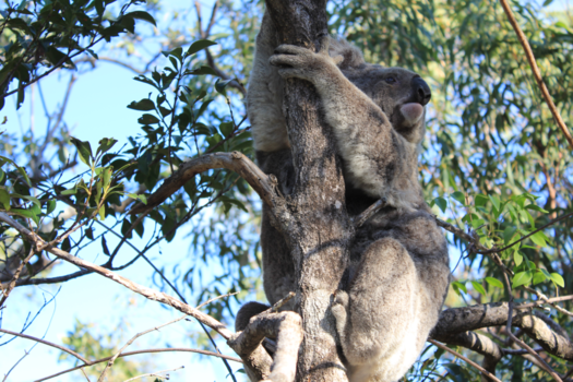 Magnetic Island - Koala spot