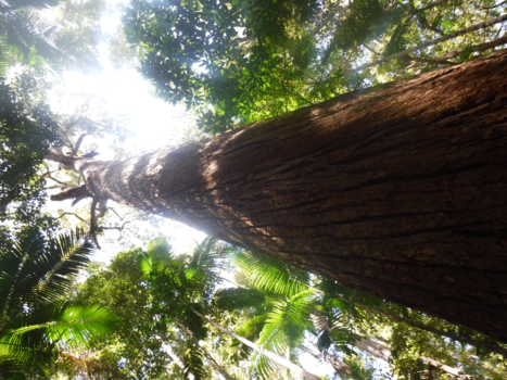 K'Gari (voorheen Fraser Island) - Years of growth