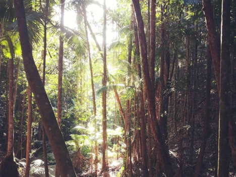 Queensland - Regenwoud