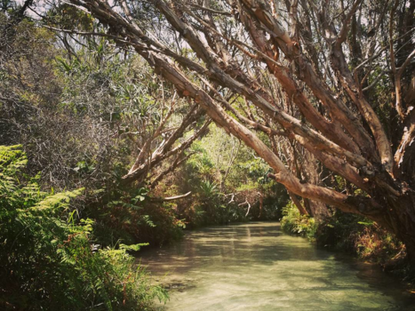 Queensland - Creek