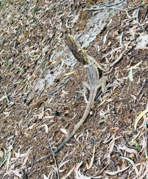 Queensland - Ben ik al aan het vervellen?