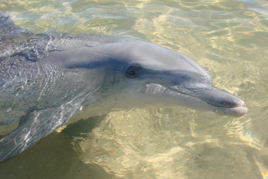 K'Gari (voorheen Fraser Island) - monkey mia...wilde dolfijnen komen met hun jong hier naar het strand