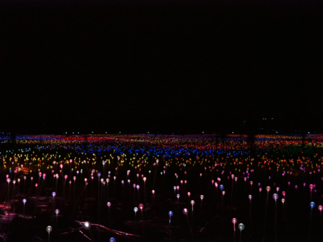 Northern Territory - The field of lights bij Uluru