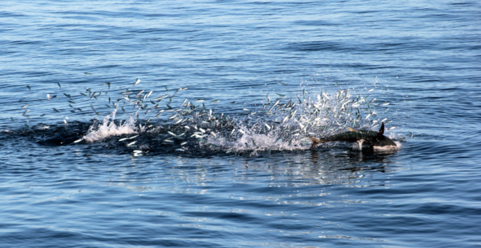 Cable Beach - Tonijn jaagt op visjes