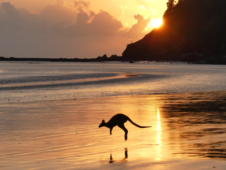 Queensland - Kangaroos on the beach
