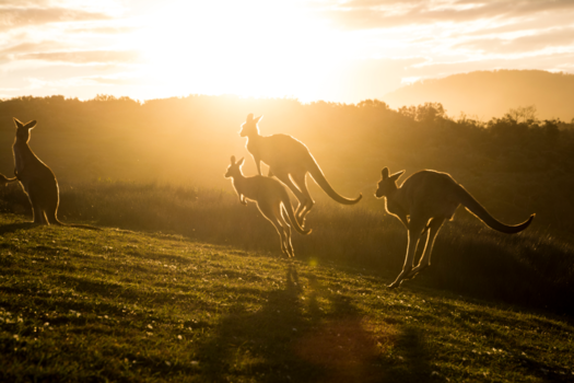 New South Wales - Kangaroos!!