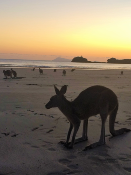 Rondreis oostkust Australië - kangaroo meetingpoint