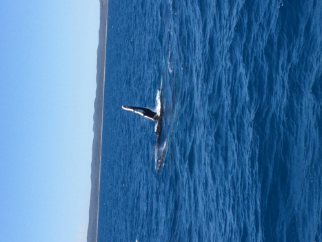 Rondreis oostkust Australië