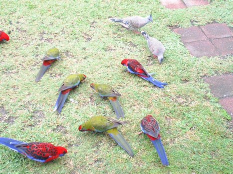 New South Wales - Ontbijt voor deze prachtige vogels