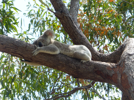 Magnetic Island - Puur natuur