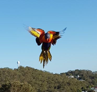 Queensland - Rainbow Lorikeet