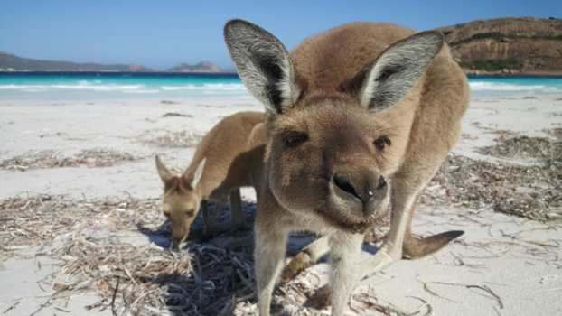 Western Australia - Kangaroos in Australië