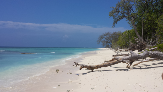 Lady Musgrave Island - Heaven on earth
