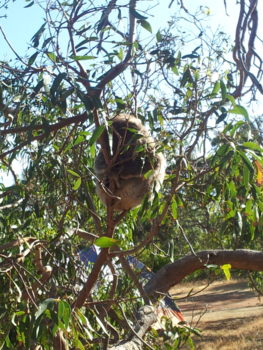 South Australia