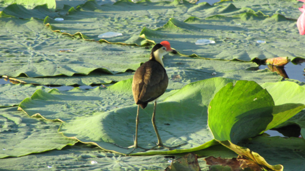 Kakadu National Park - Jesus Bird