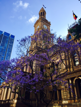 Sydney - Glorious Town Hall at CBD