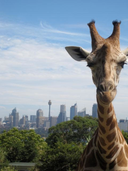 Sydney - Niets mis met het uitzicht van deze giraffe