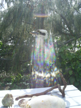 New South Wales - Happy shining Kookaburra bij Nelson Bay, Australie