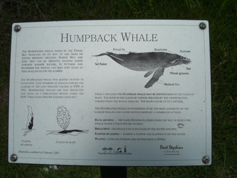 New South Wales - walvissen en dolfijnen spotten