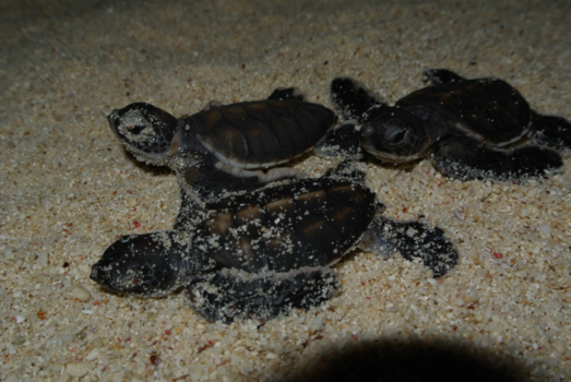 Lady Elliot Island - Turtle nesting and hatchling season @ Lady Elliot Island