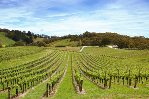 Adelaide - wijn in zijn voorstadium, Adelaide Hills wine region