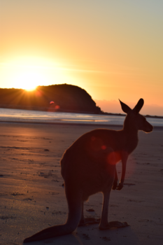 Queensland - Kangaroo at the beach