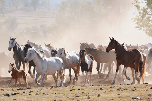 New South Wales - Bringing in the herd, Bingara