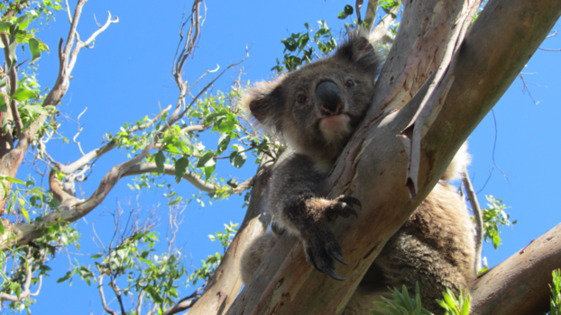 Victoria (Australië) - Een complete verrassing onderweg! Een schattige koala gewillig op de foto.
