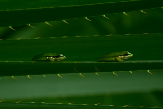 Western Australia - Frogs in line