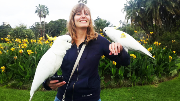 Sydney - 'Wilde' kaketoes in Sydney