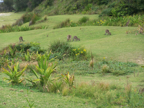New South Wales - Pebbly Beach