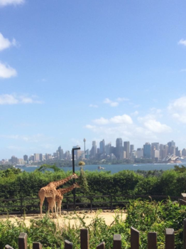 Sydney - Miracle Morning @ Taronga Zoo