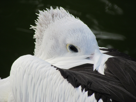 New South Wales - I'm a bit shy...