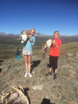 Walvis spotten Sydney - Scandinavian power