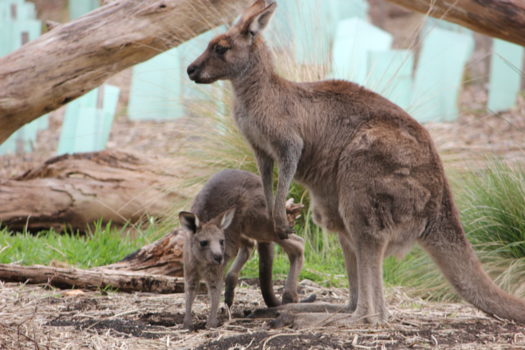 Tasmanië - Moeder liefde voor haar kind opgenomen in Mount Gambier, Zuid Australia.