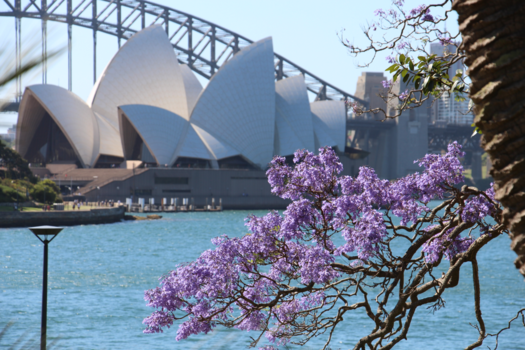 Sydney Opera House - Wind in de zeilen