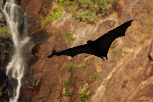 Litchfield National Park - Batman na-na-na-na-na-na-na-na