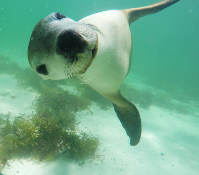 Western Australia - Playfull puppy of the sea