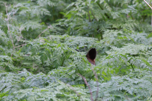 Victoria (Australië) - Tower Hill - De verstopte walibi