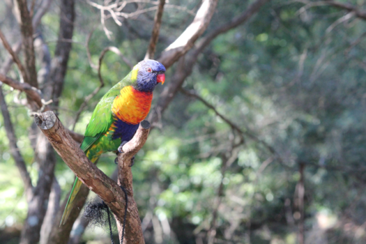 Victoria (Australië) - Regenbooglori