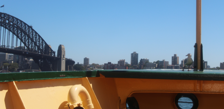 Sydney - Seagull on the ferry