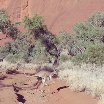 Uluru (Ayers Rock) - Een springende passant